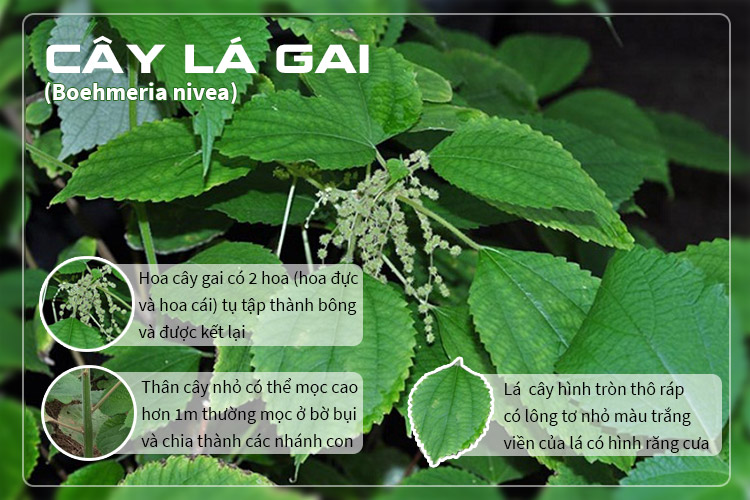 Cậy lá gai